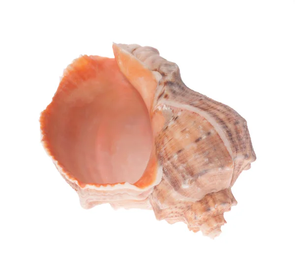 Seashell på vit — Stockfoto