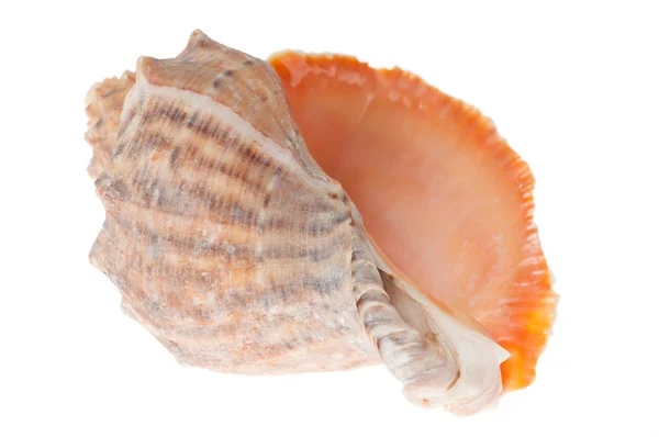 Seashell på vit — Stockfoto