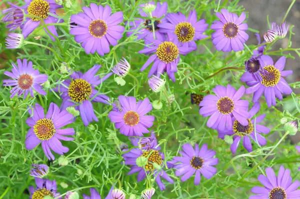 Fondo de flor púrpura (cosmos ) — Foto de Stock