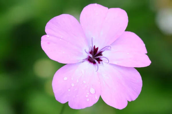 Macro van mooie bloem (phlox subulata) — Stockfoto