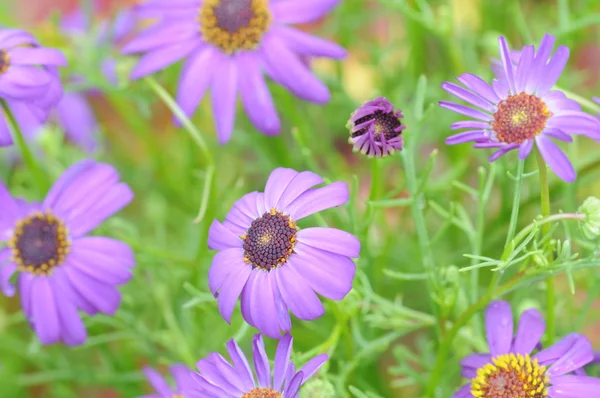 Viola sfondo fiore (cosmo ) — Foto Stock