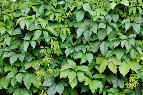 Grön vägg som bakgrund — Stockfoto