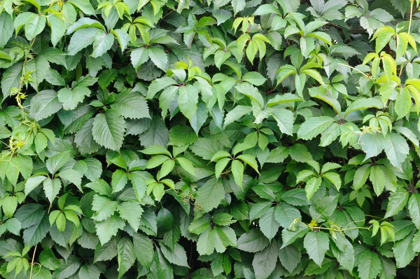 Grön vägg som bakgrund — Stockfoto