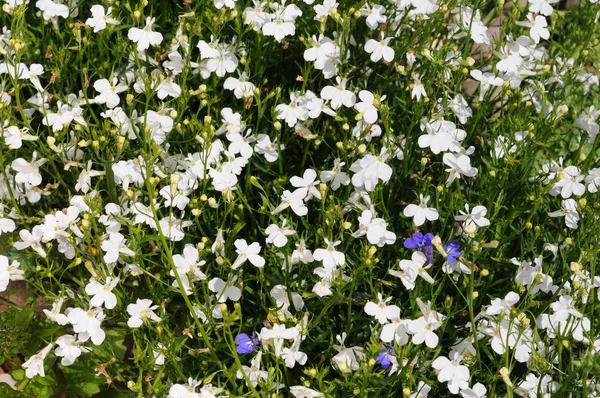 Kwiaty małe białe tło (lobelia) — Zdjęcie stockowe
