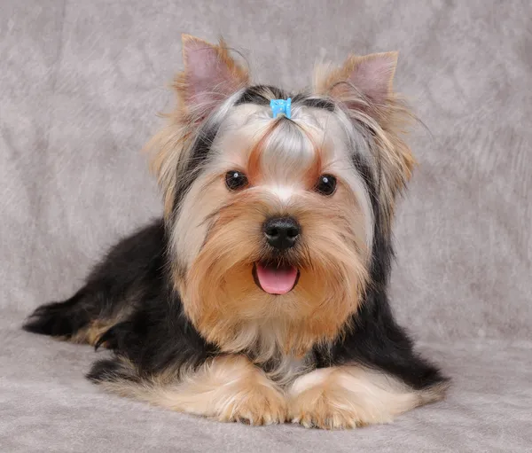 Yorkshire Terrier yavrusu — Stok fotoğraf