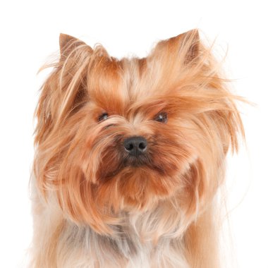 tüylü köpek