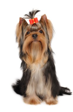 sevimli köpek beyaz