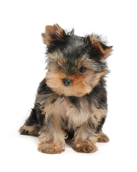 Bonito cachorrinho. — Fotografia de Stock