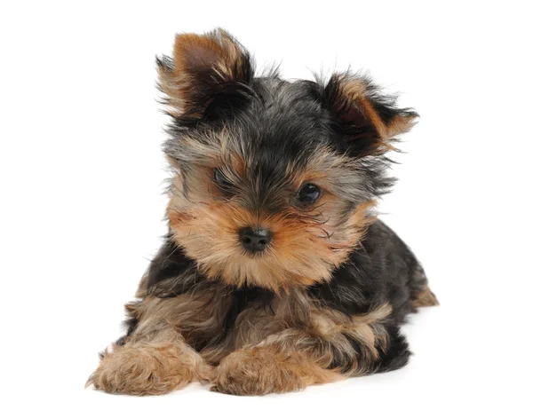 Kleine puppy van de Terriër van yorkshire — Stockfoto