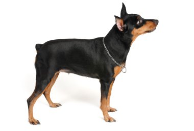 köpek duruş