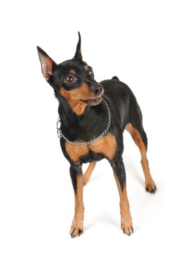 safkan köpek