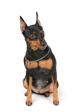 minyatür pinscher beyaz zemin üzerine oturur.