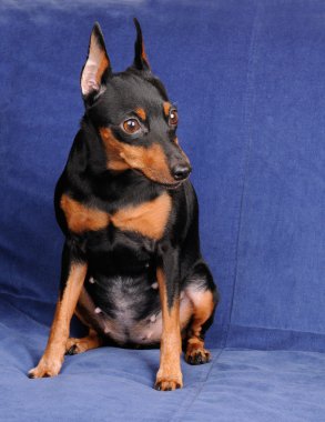 mavi zemin üzerine minyatür pinscher