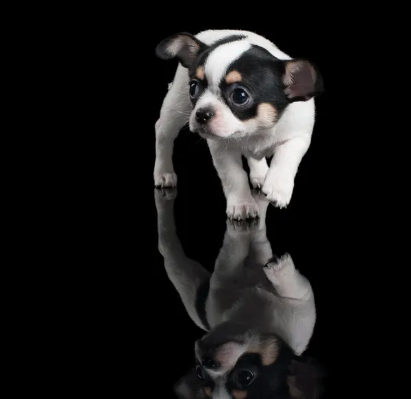 Chihuahua cachorro pasos adelante sobre fondo negro — Foto de Stock