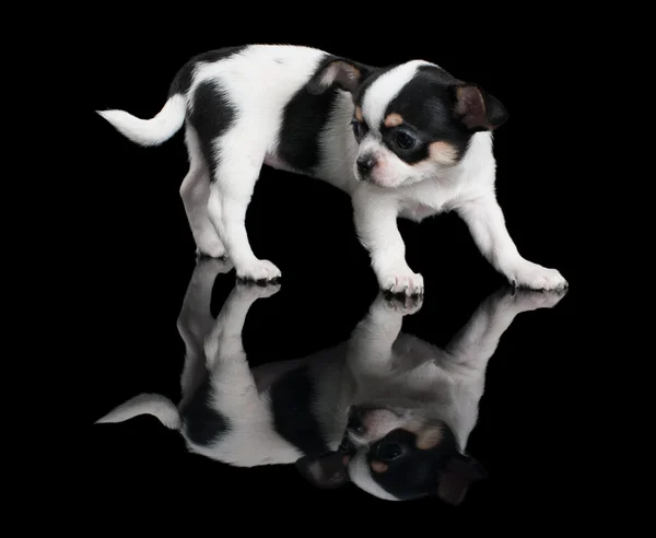 Filhote de cachorro de Chihuahua em fundo preto — Fotografia de Stock