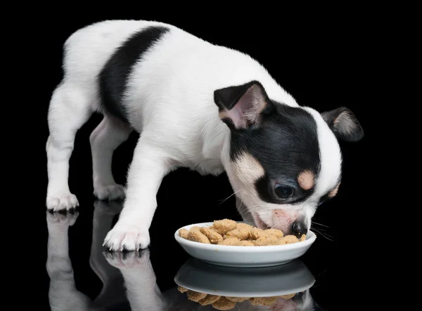 Chihuahua köpek maması yiyor