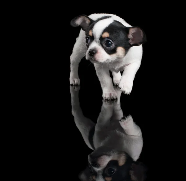 Chihuahua cucciolo passi avanti su sfondo nero — Foto Stock