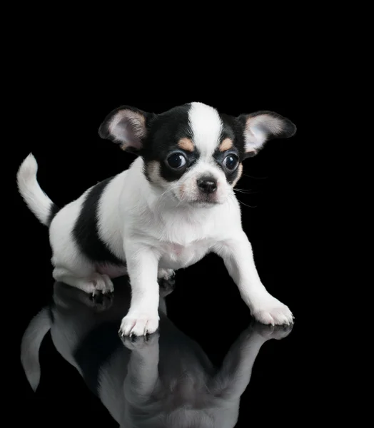 Chihuahua cachorro senta-se no fundo preto — Fotografia de Stock