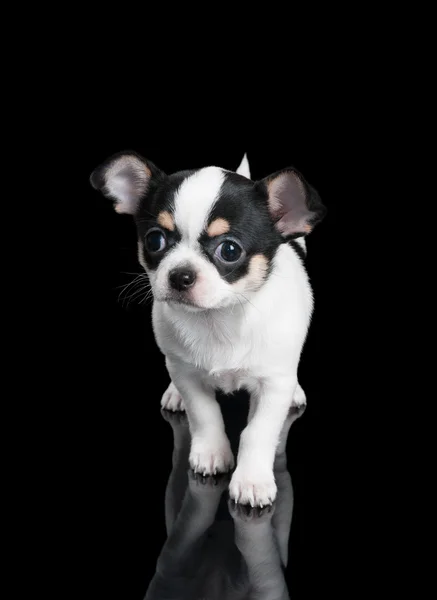 Chihuahua filhote de cachorro fica no fundo preto — Fotografia de Stock