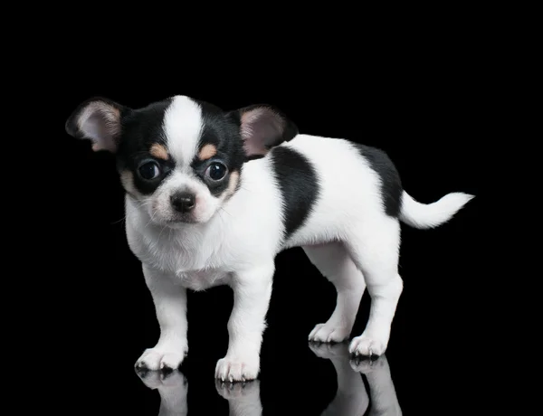 Liten chihuahua valp står på svart bakgrund — Stockfoto