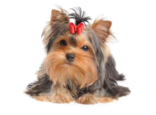 Yorkshire Terrier with red bow — Stock Photo, Image