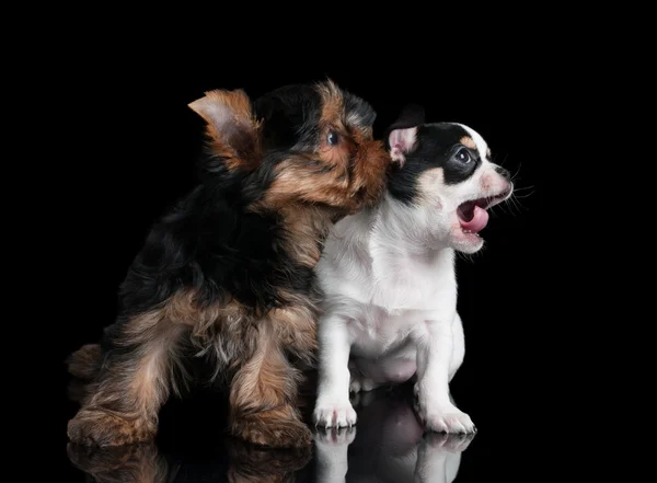 Two puppies — Stock Photo, Image