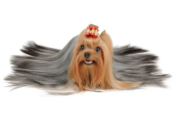 Long revestido Yorkshire Terrier com cabelo prateado — Fotografia de Stock