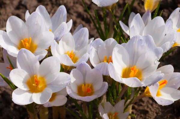 Macro de flores de cocodrilo blanco —  Fotos de Stock