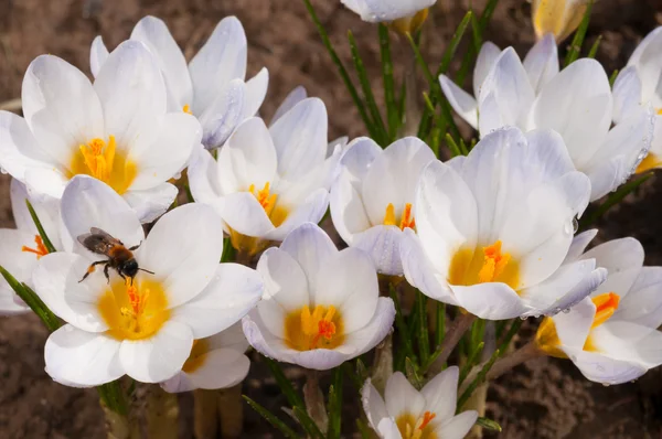 Makro białych kwiatów crocus — Zdjęcie stockowe