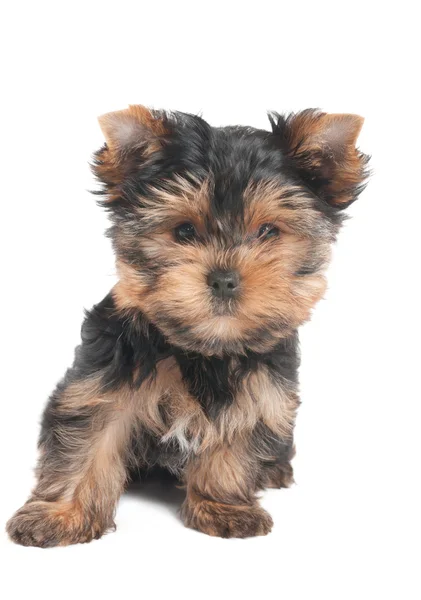Amazing puppy — Stock Photo, Image