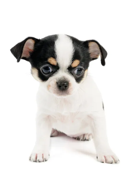 Chihuahua pup op wit — Stockfoto