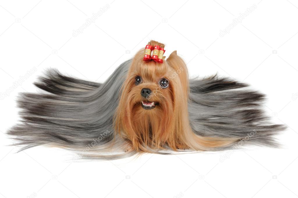 Long coated Yorkshire Terrier with silver hair