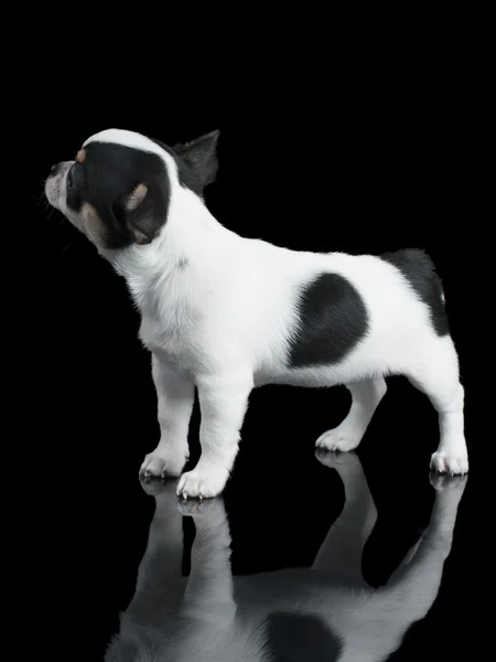 Schwarz-weißer Chihuahua — Stockfoto