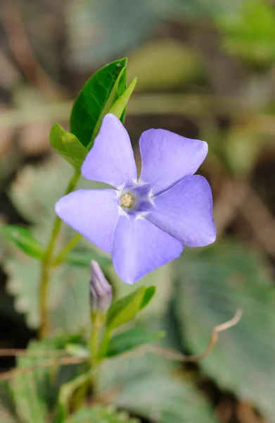 Blå blomma — Stockfoto