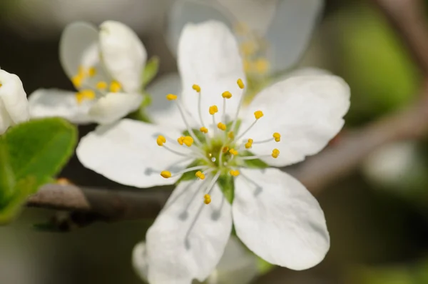Espino cerval floreciendo — Foto de Stock
