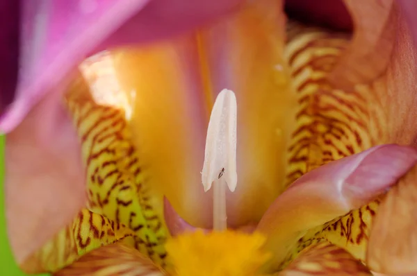 Insect op de stamper van de iris — Stockfoto