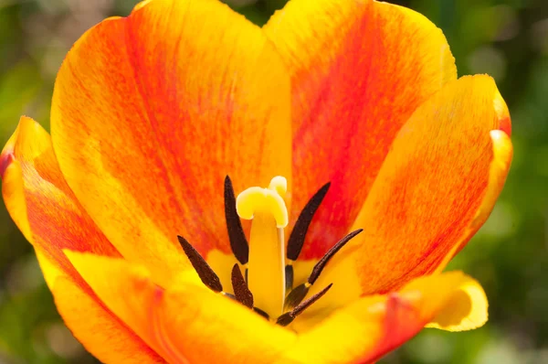 Rode en gele tulp — Stockfoto