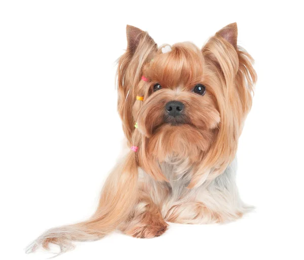 Yorkshire Terrier with long curl of hair — Stock Photo, Image