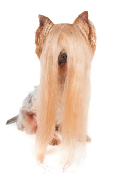 Yorkshire terrier z bardzo długich włosów — Zdjęcie stockowe