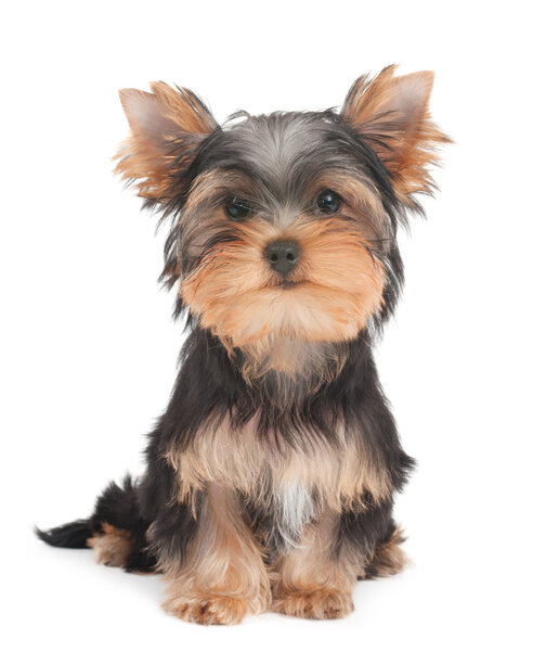 Pyppy of the Yorkshire Terrier