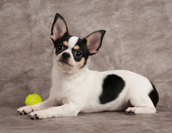 Chihuahua e bola amarela — Fotografia de Stock