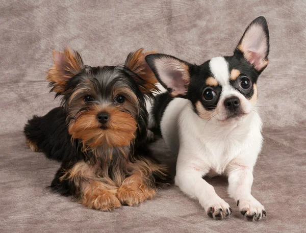 Welpen von yorkshire terrier und chihuahua — Stockfoto