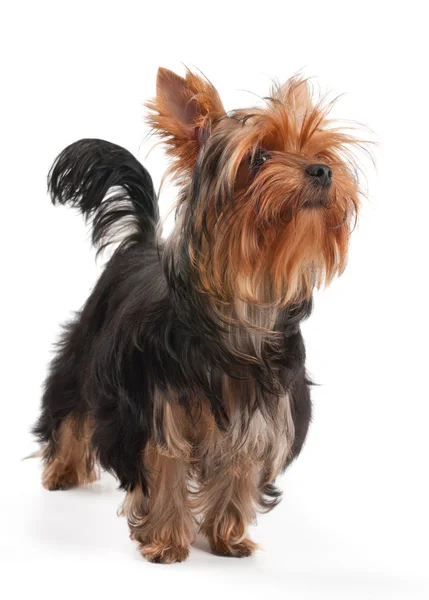 Yorkshire terrier står på vit — Stockfoto