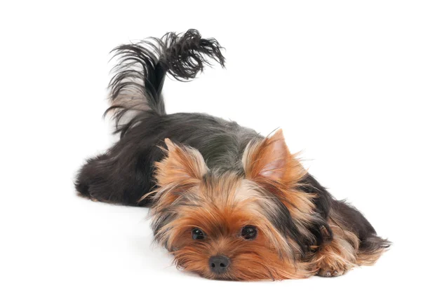 Dog lies and poses — Stock Photo, Image