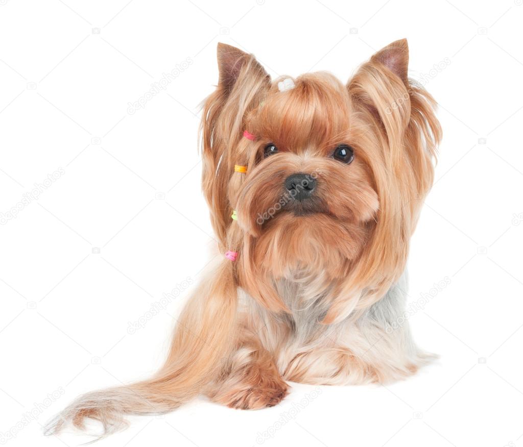 Yorkshire Terrier with long curl of hair