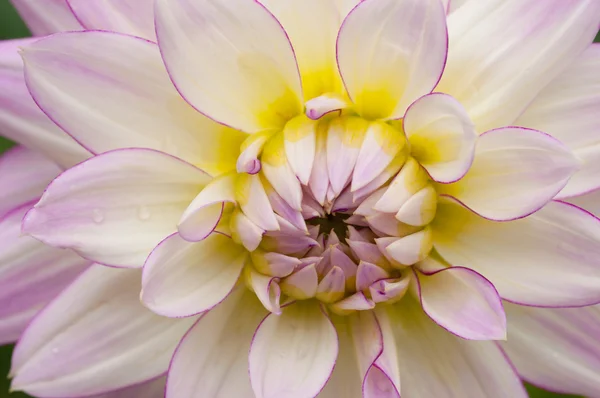 Flor Dahlia con bordes rosados — Foto de Stock