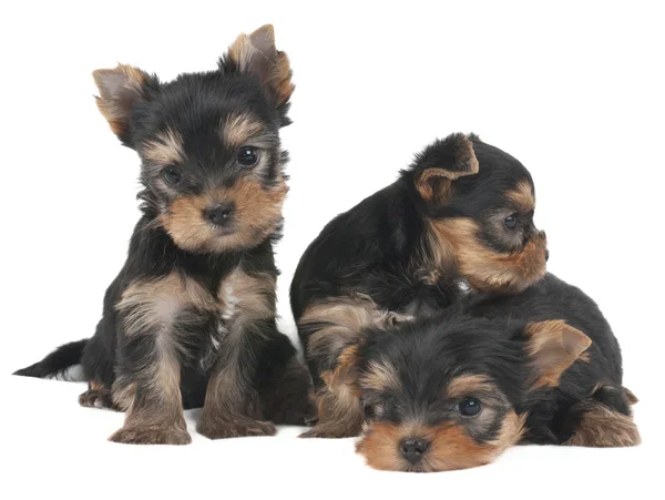 Drie prachtige puppies — Stockfoto