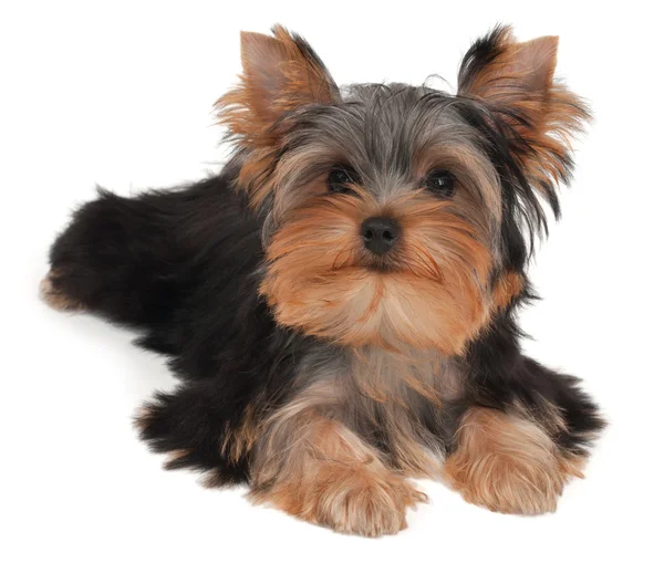 Adorable and cute puppy — Stock Photo, Image