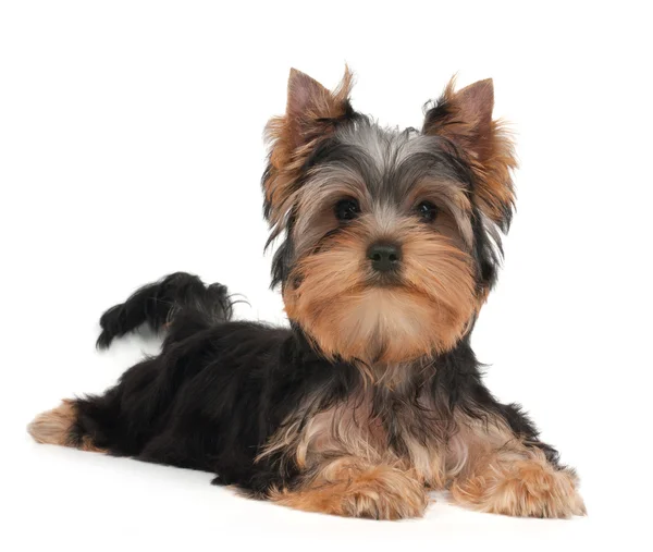 Lindo yorkshire terrier cachorro — Foto de Stock