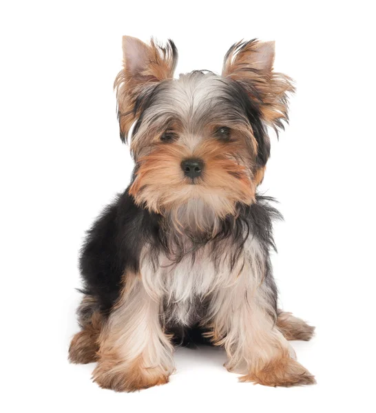 One lovely puppy — Stock Photo, Image